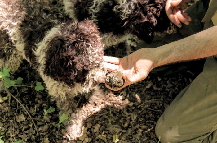 San Gimignano tour with truffle hunt