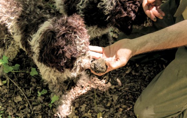 Tour San Gimignano con caccia al tartufo